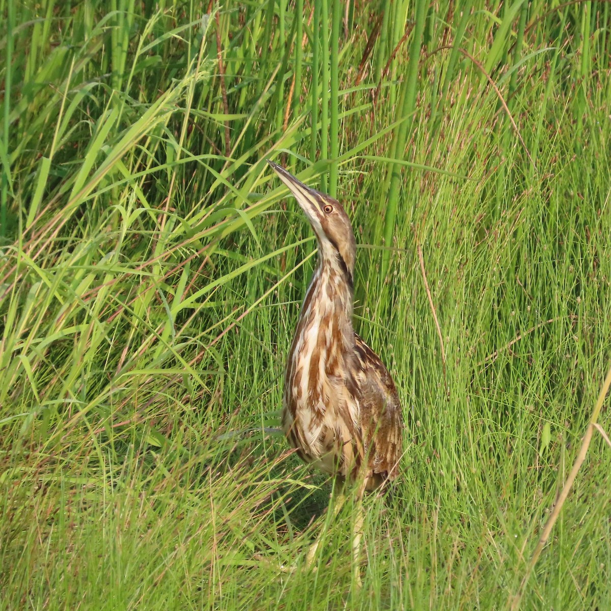 American Bittern - ML639720868