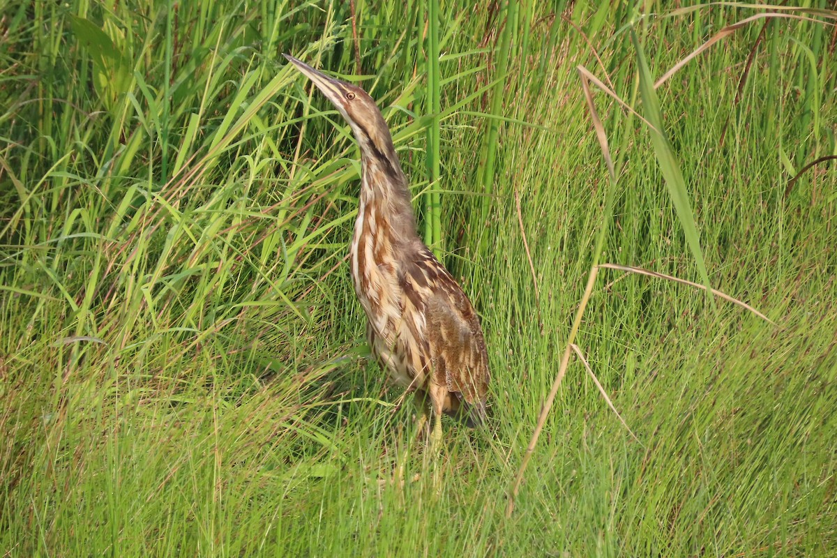 American Bittern - ML639720869