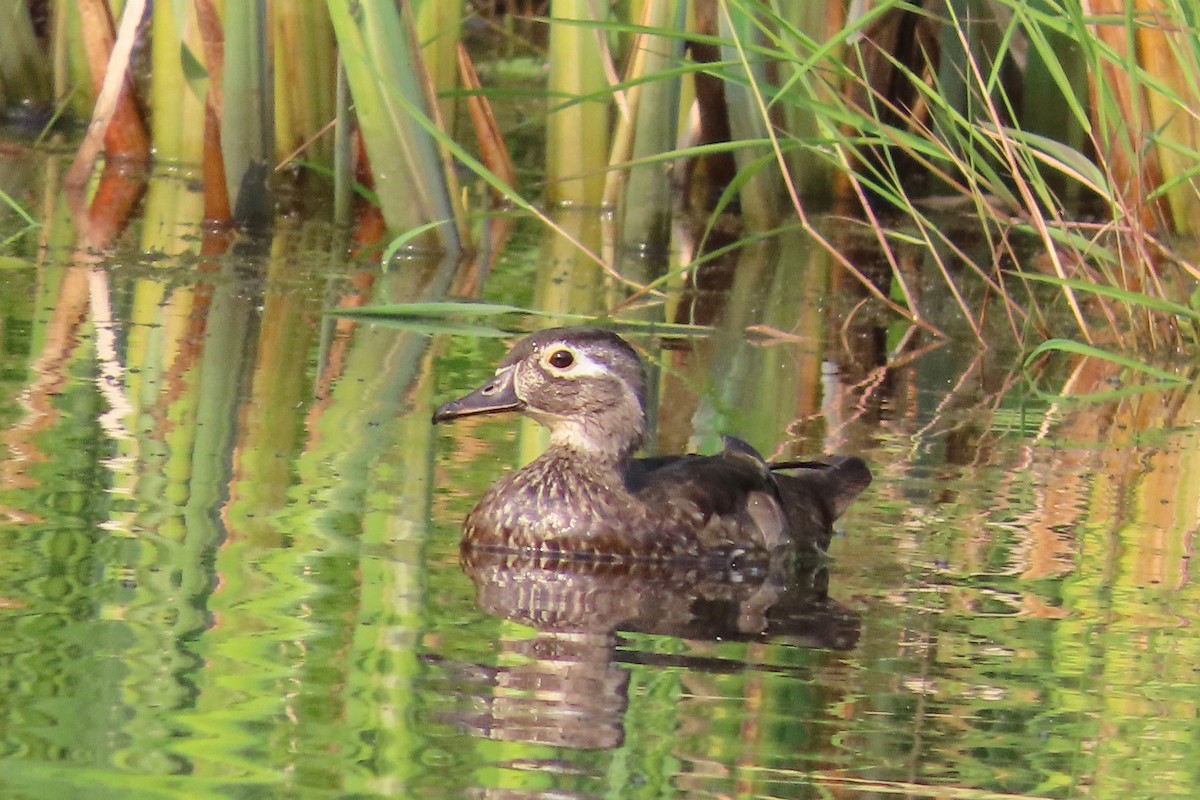 Wood Duck - ML639720886