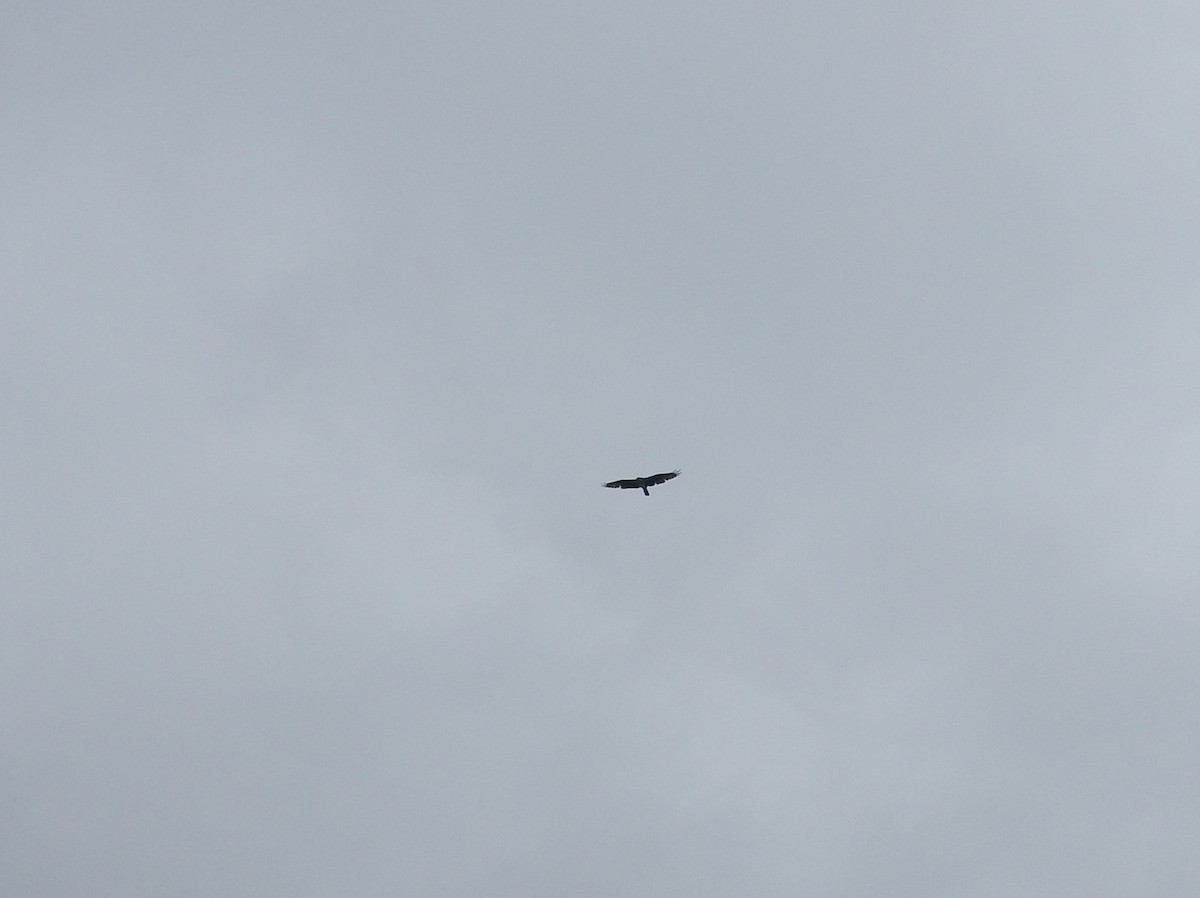 Balbuzard pêcheur - ML639720913