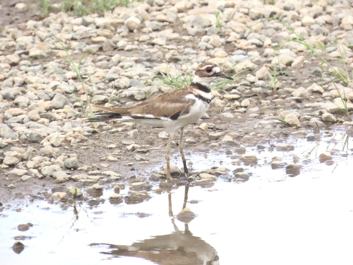 Killdeer - ML639720917
