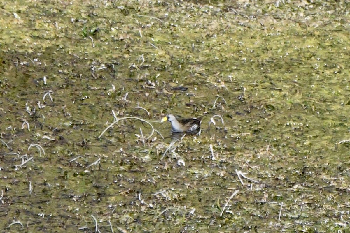 maskerikse - ML639720963