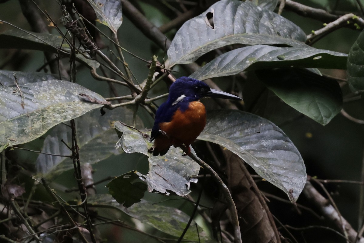 Shining-blue Kingfisher - ML639720983
