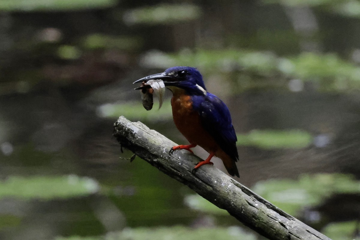 Shining-blue Kingfisher - ML639720984
