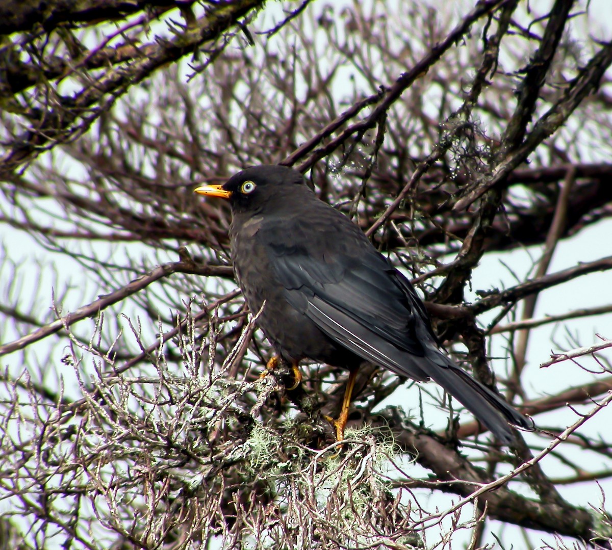 Sooty Thrush - ML639721008