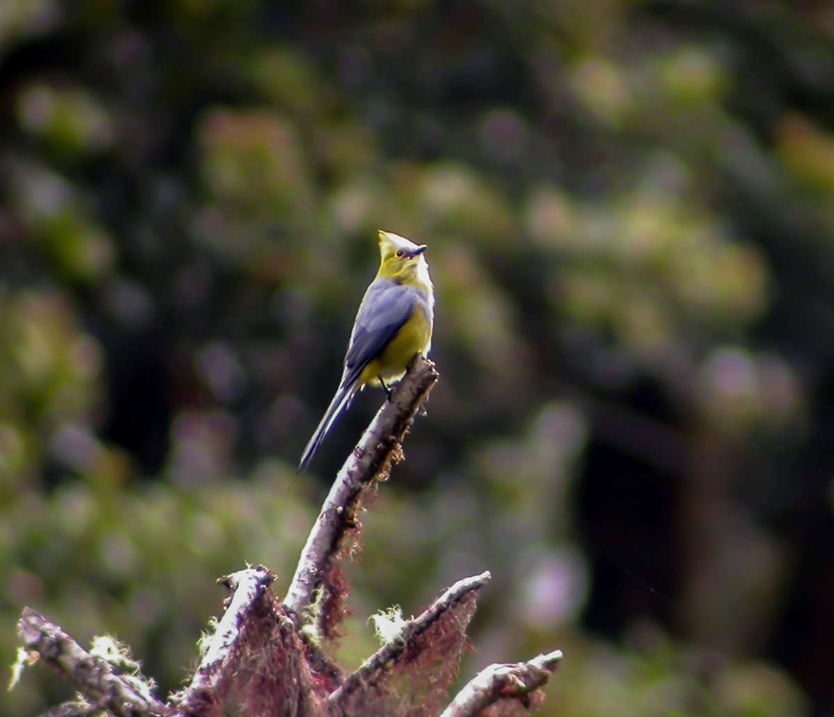 Long-tailed Silky-flycatcher - ML639721013