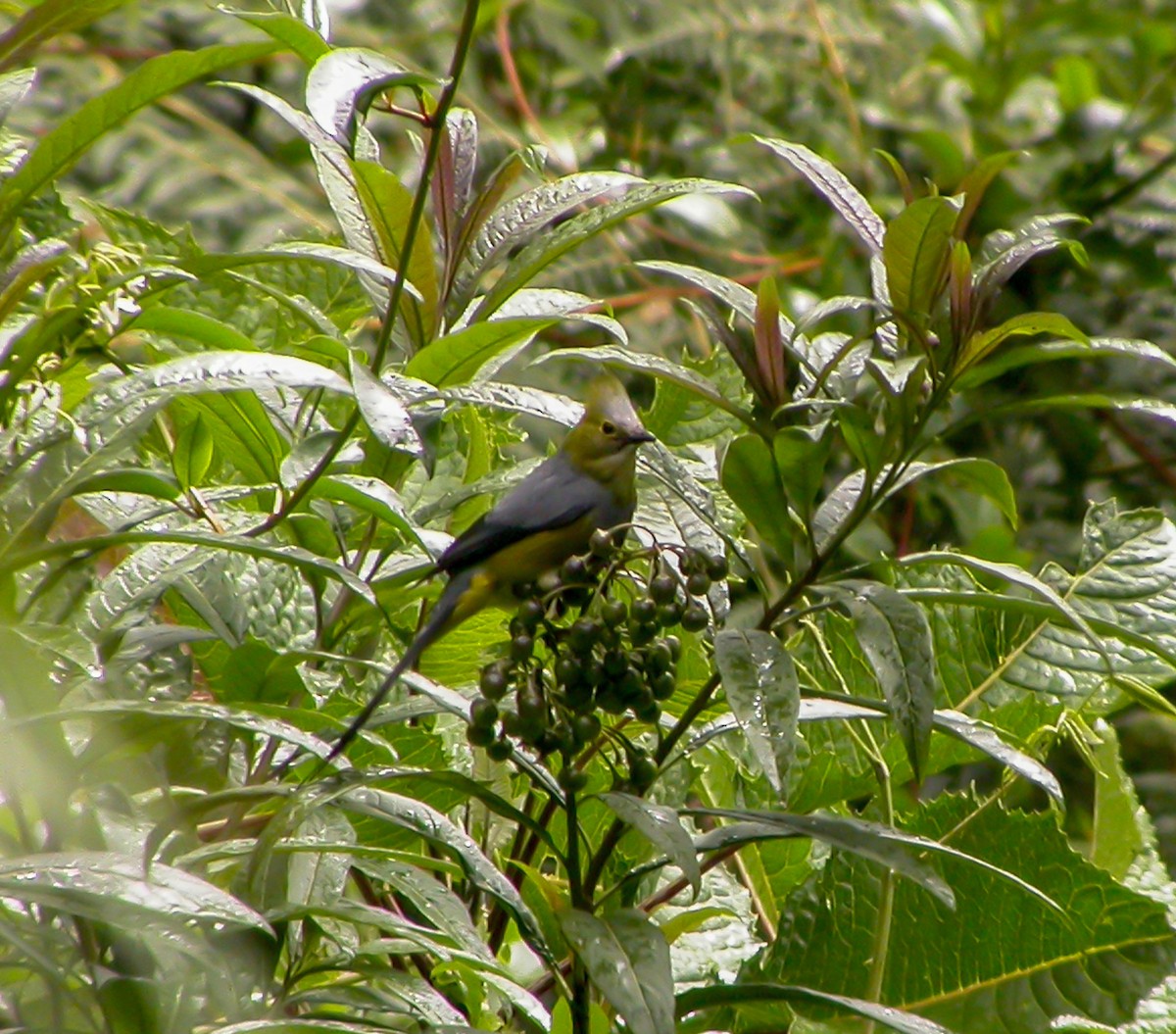 Long-tailed Silky-flycatcher - ML639721014