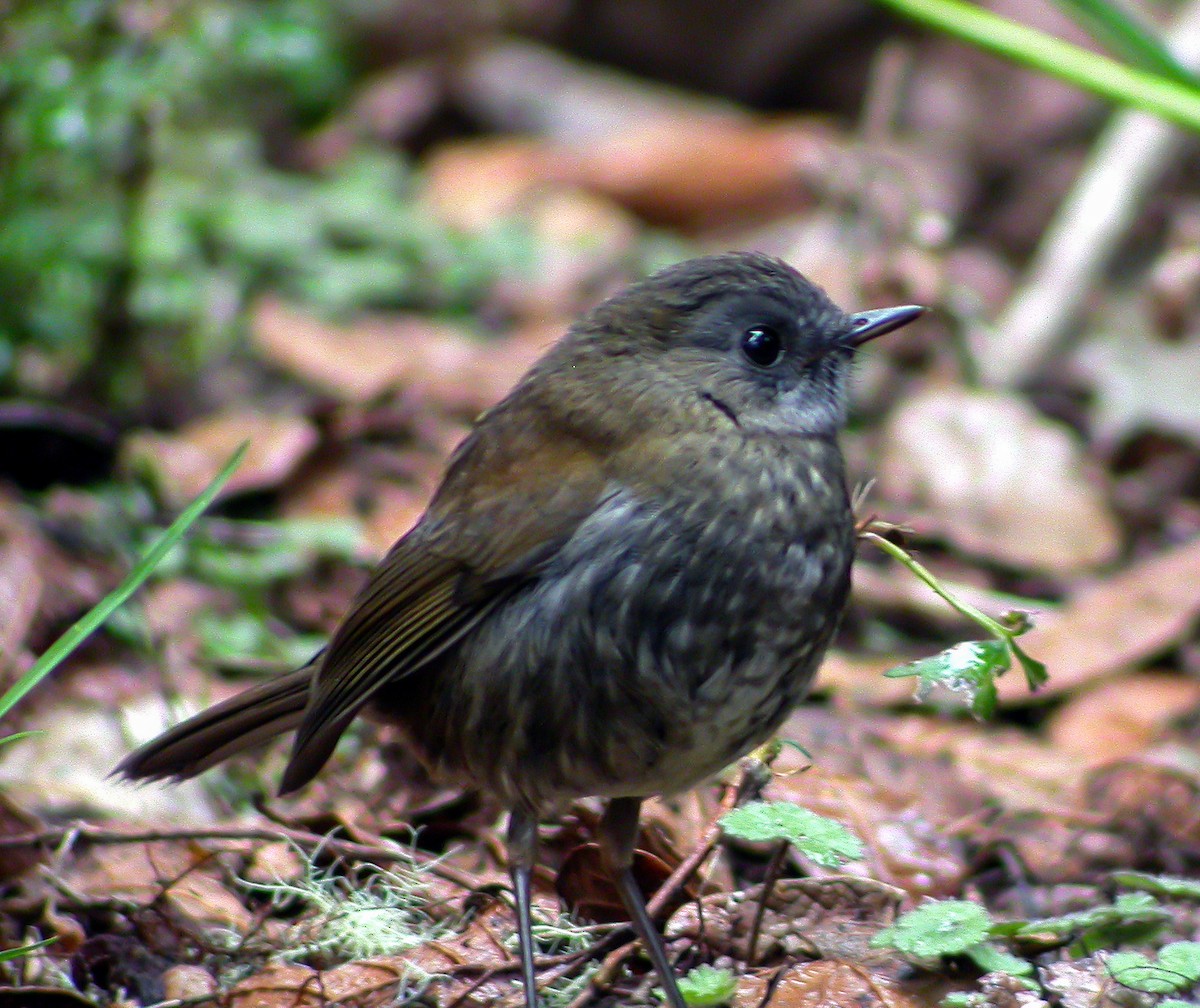 Wrenthrush - ML639721016