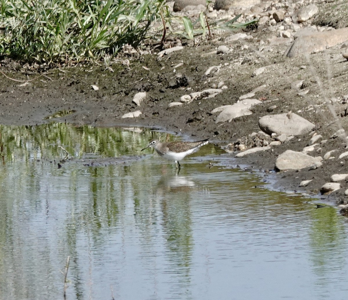 Solitary Sandpiper - ML639721021