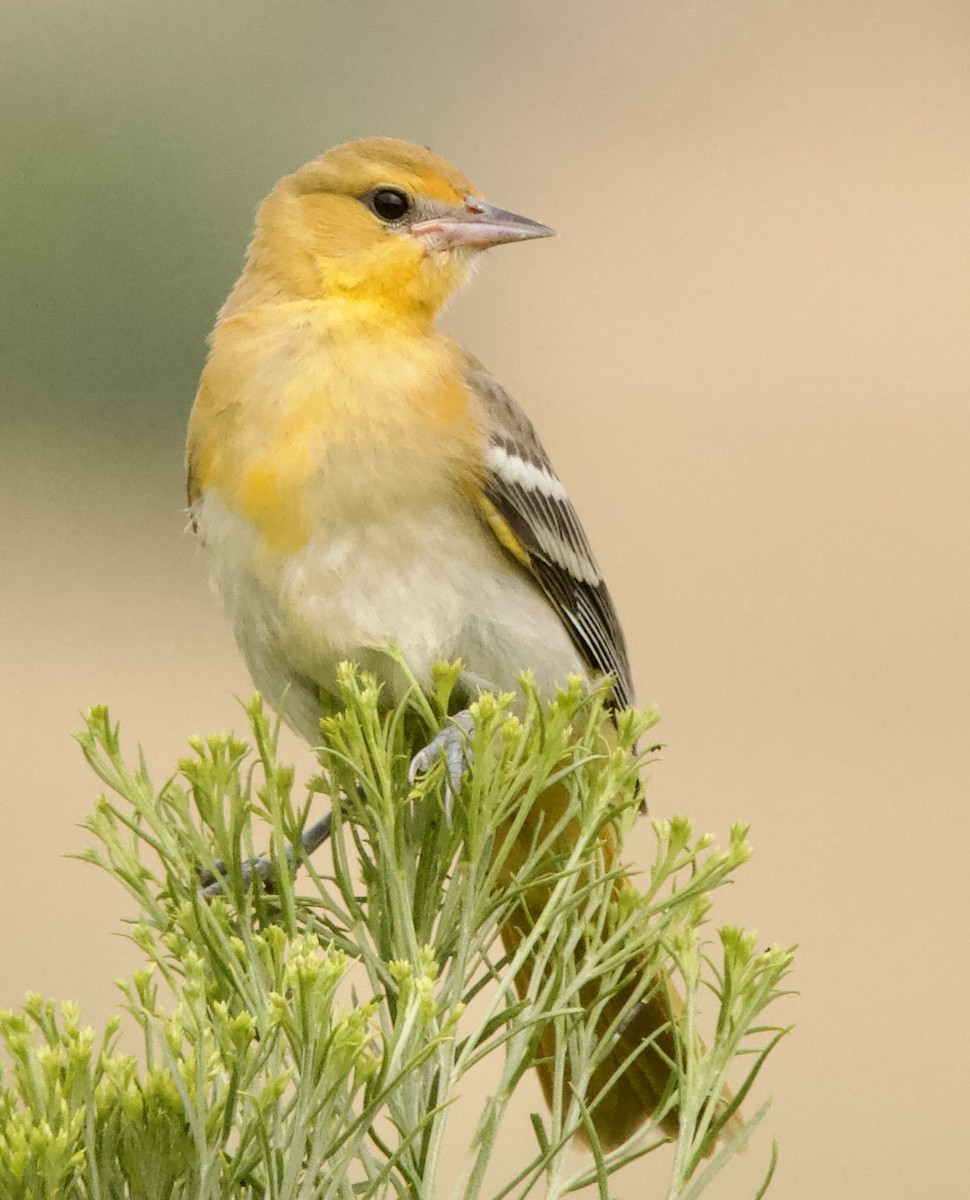 Bullock's Oriole - ML639721044