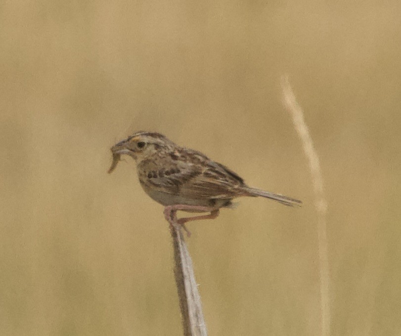 Grasshopper Sparrow - ML639721069