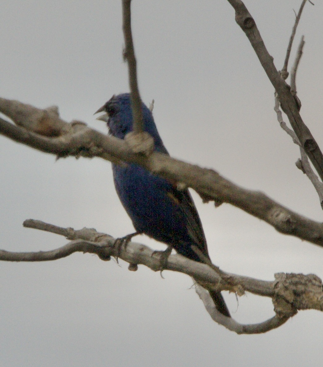 Blue Grosbeak - ML639721080