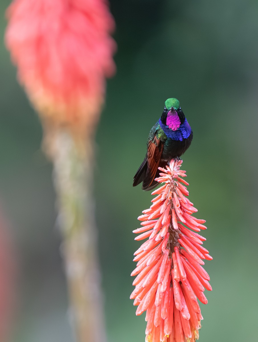 Garnet-throated Hummingbird - ML639721136