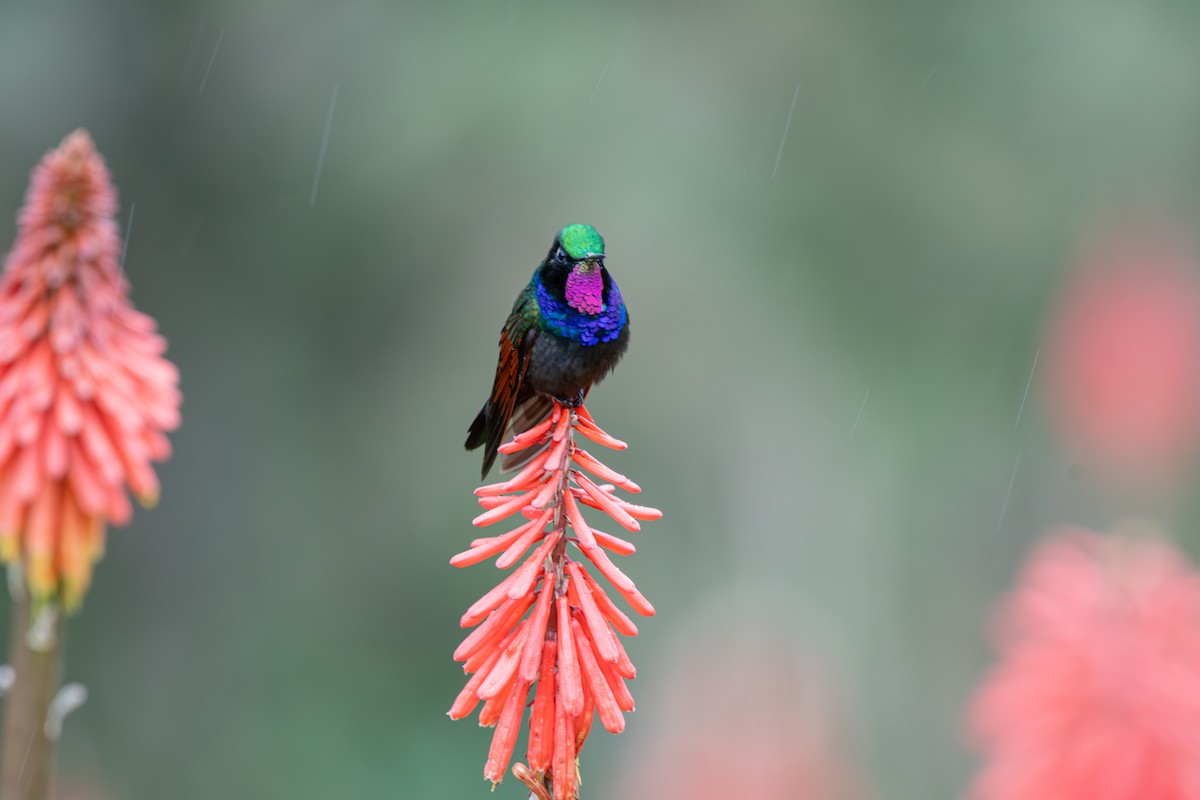 Garnet-throated Hummingbird - ML639721158