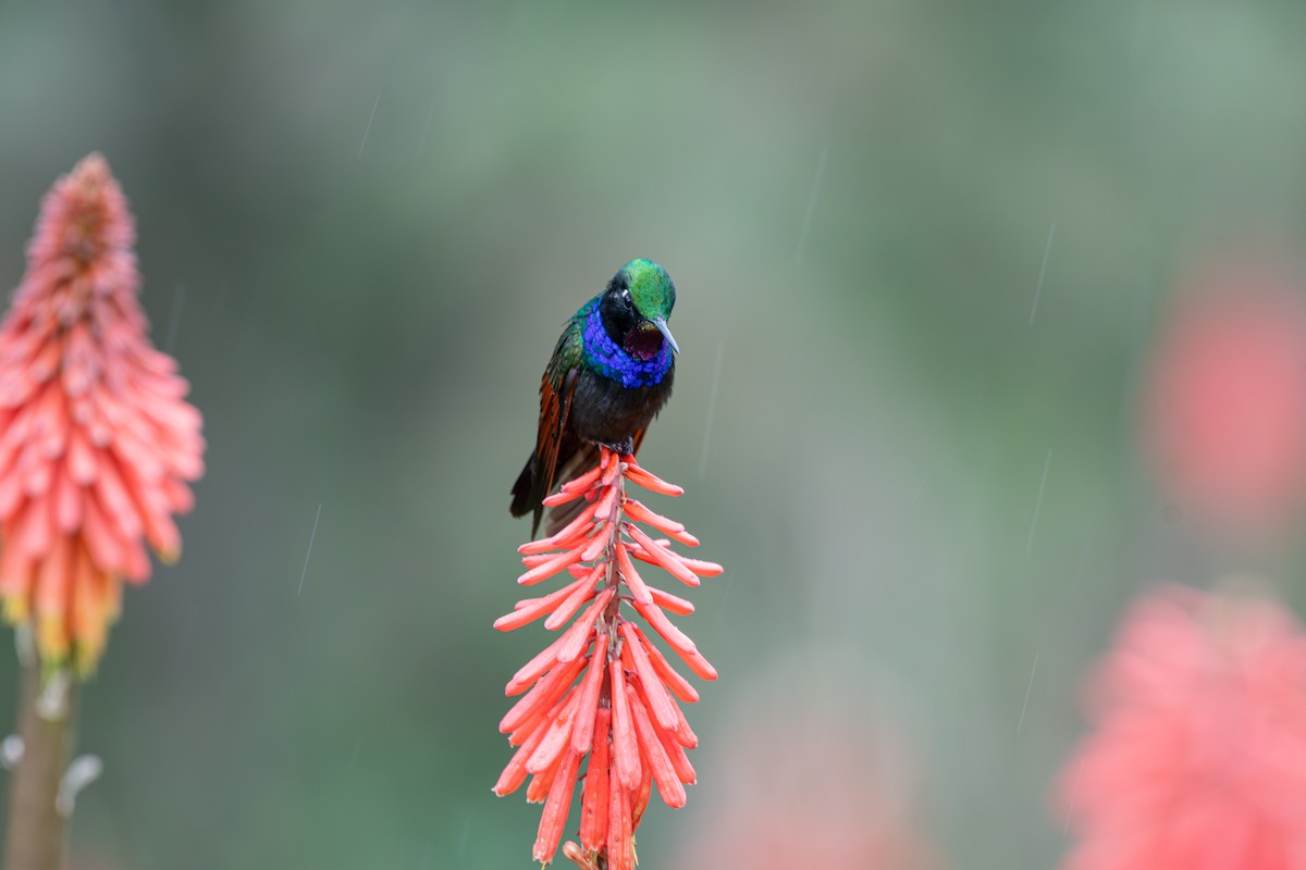 Garnet-throated Hummingbird - ML639721159