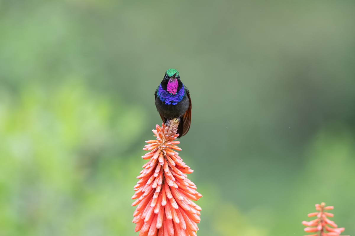 Garnet-throated Hummingbird - ML639721160