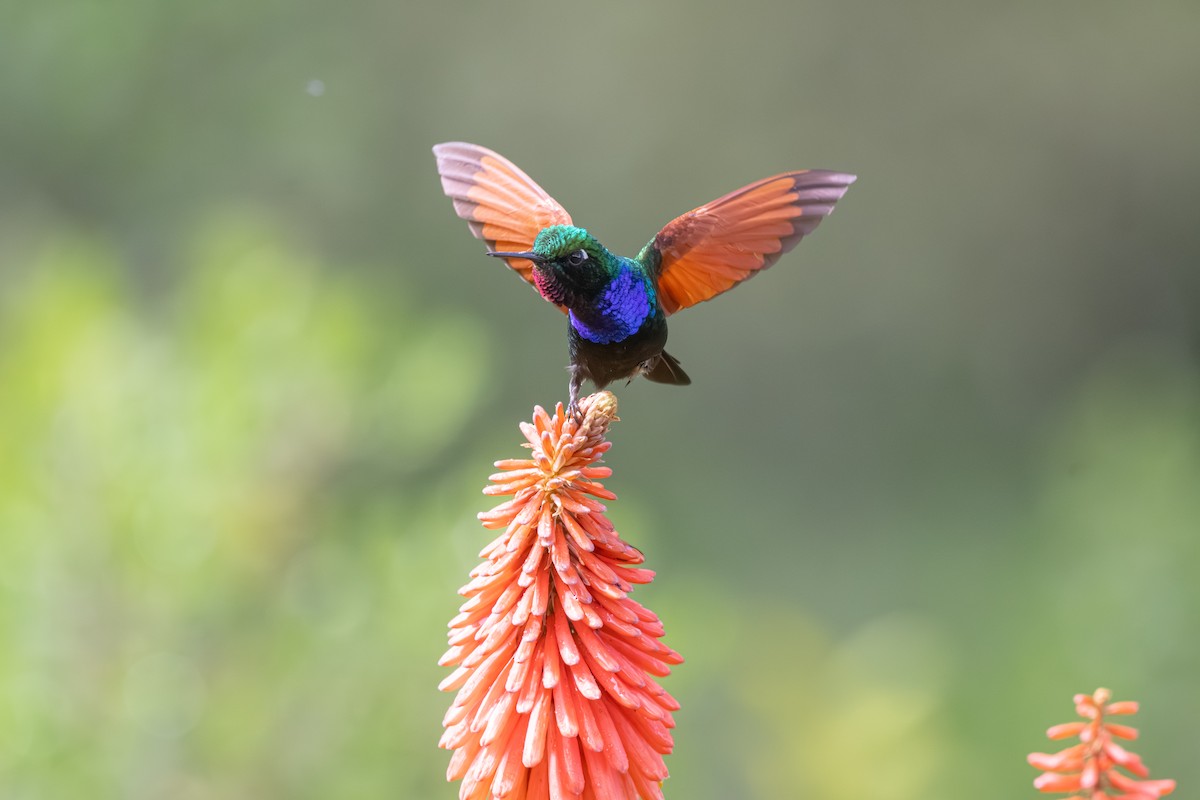 Garnet-throated Hummingbird - ML639721161