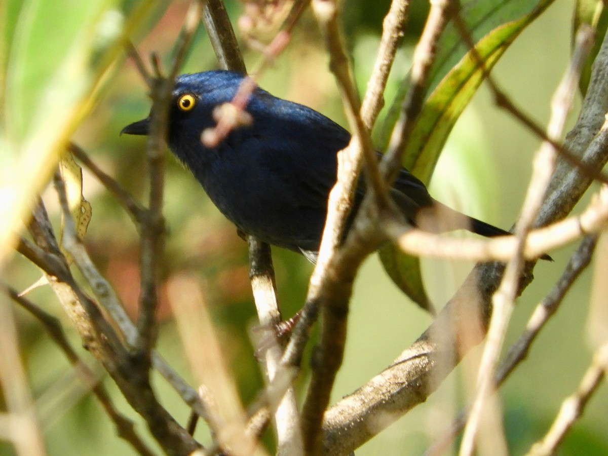 Deep-blue Flowerpiercer - ML639721174