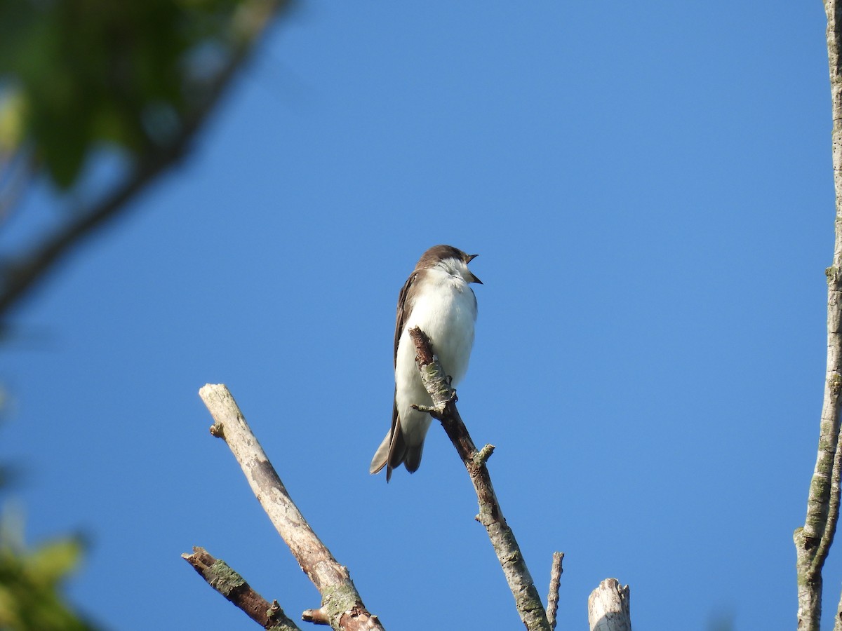 Tree Swallow - ML639721175