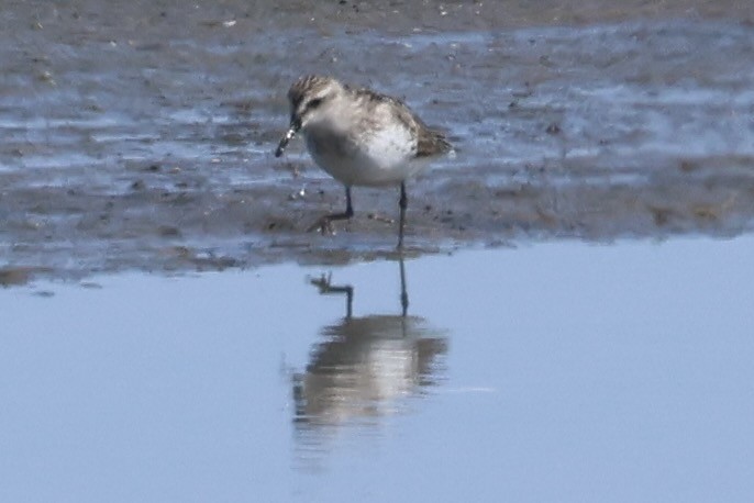 Semipalmated Sandpiper - ML639721334