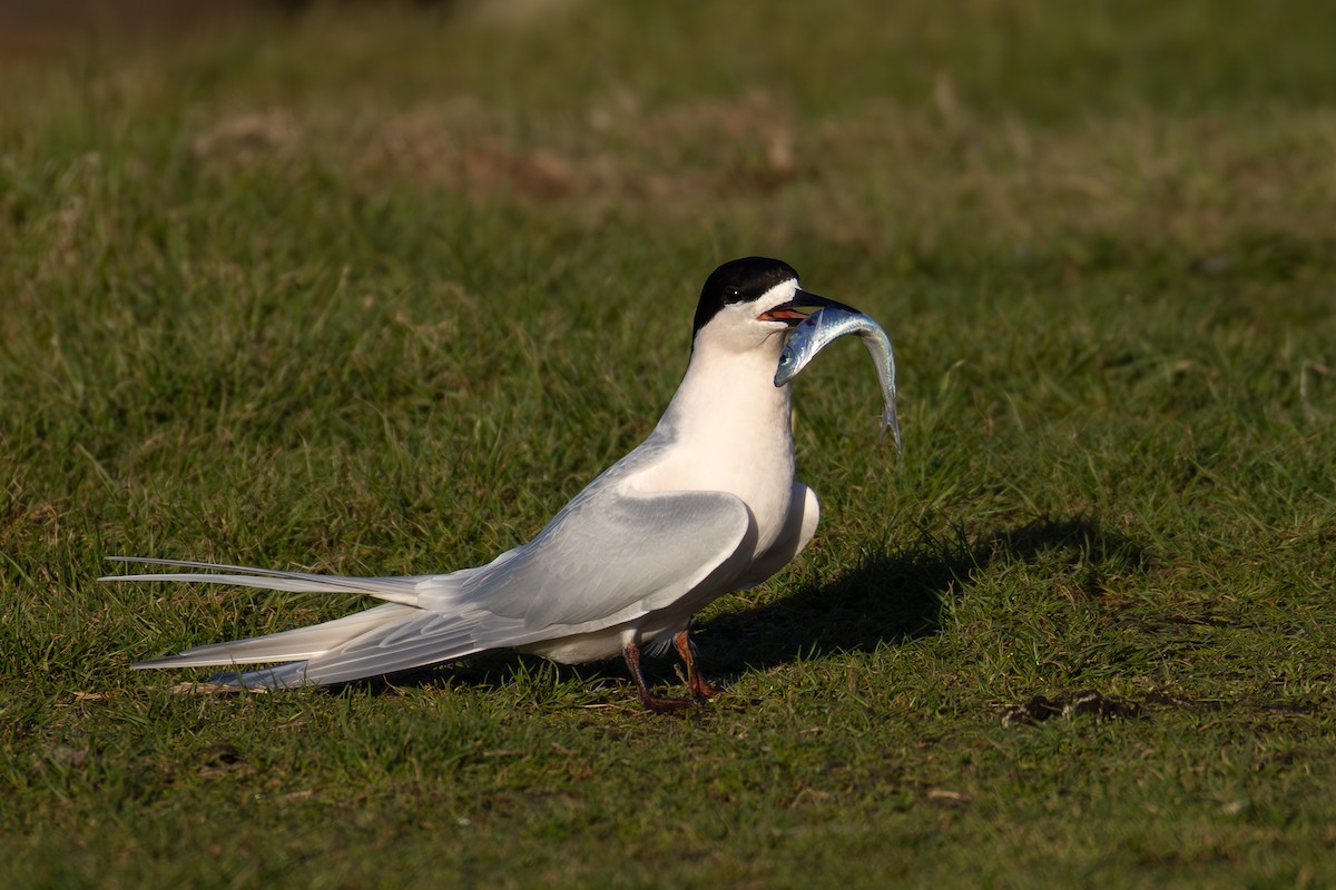 White-fronted Tern - ML639721382