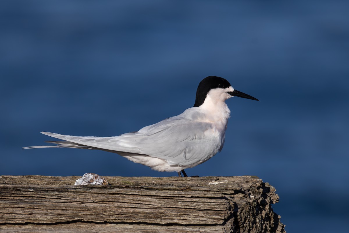 White-fronted Tern - ML639721383