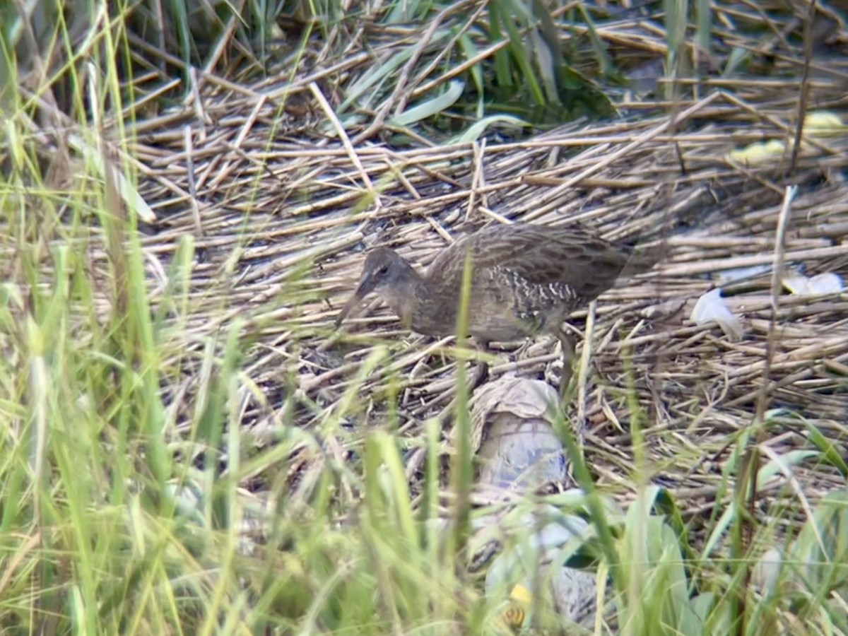 Clapper Rail - ML639721543