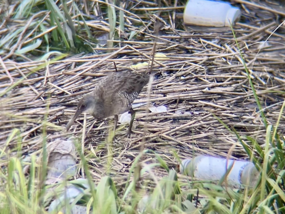 Clapper Rail - ML639721544