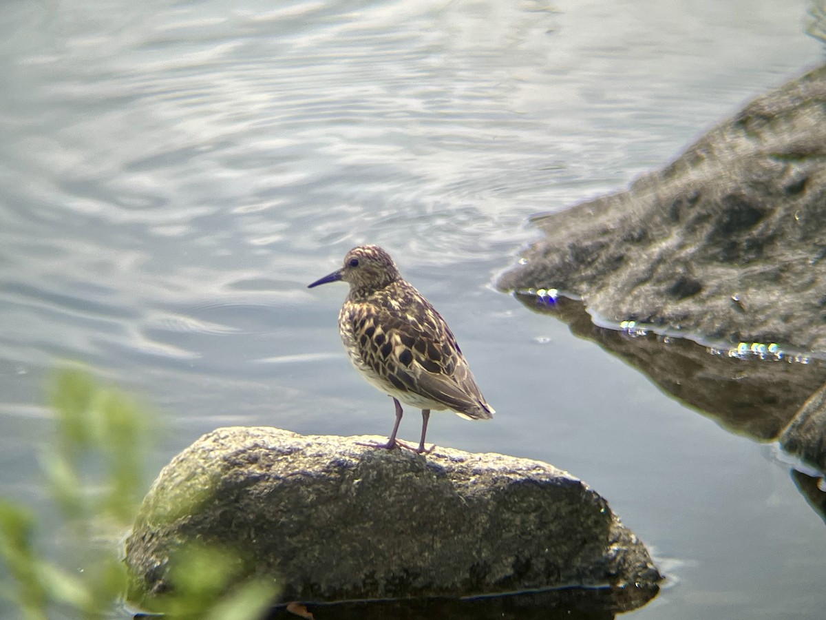 Least Sandpiper - ML639721552