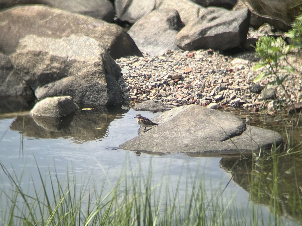 Least Sandpiper - ML639721553
