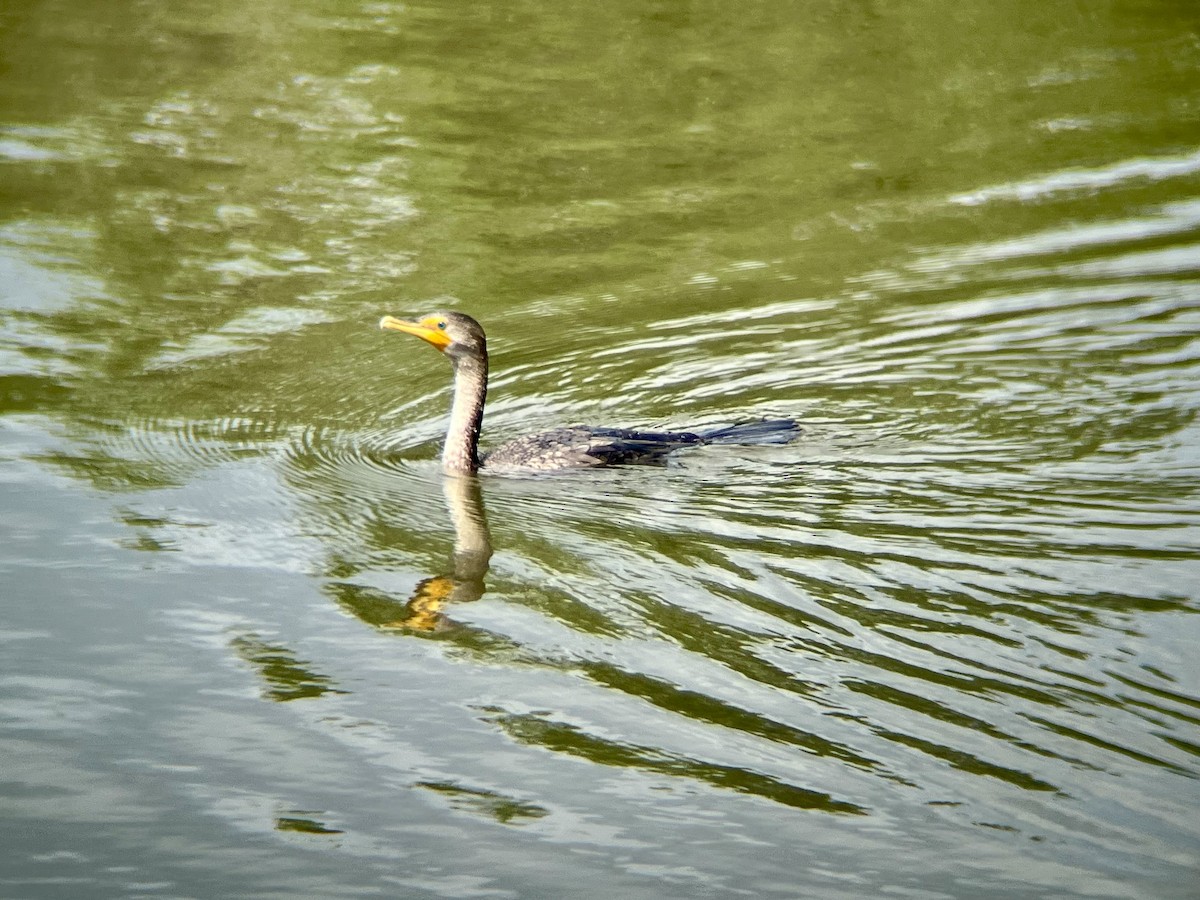 Double-crested Cormorant - ML639721574