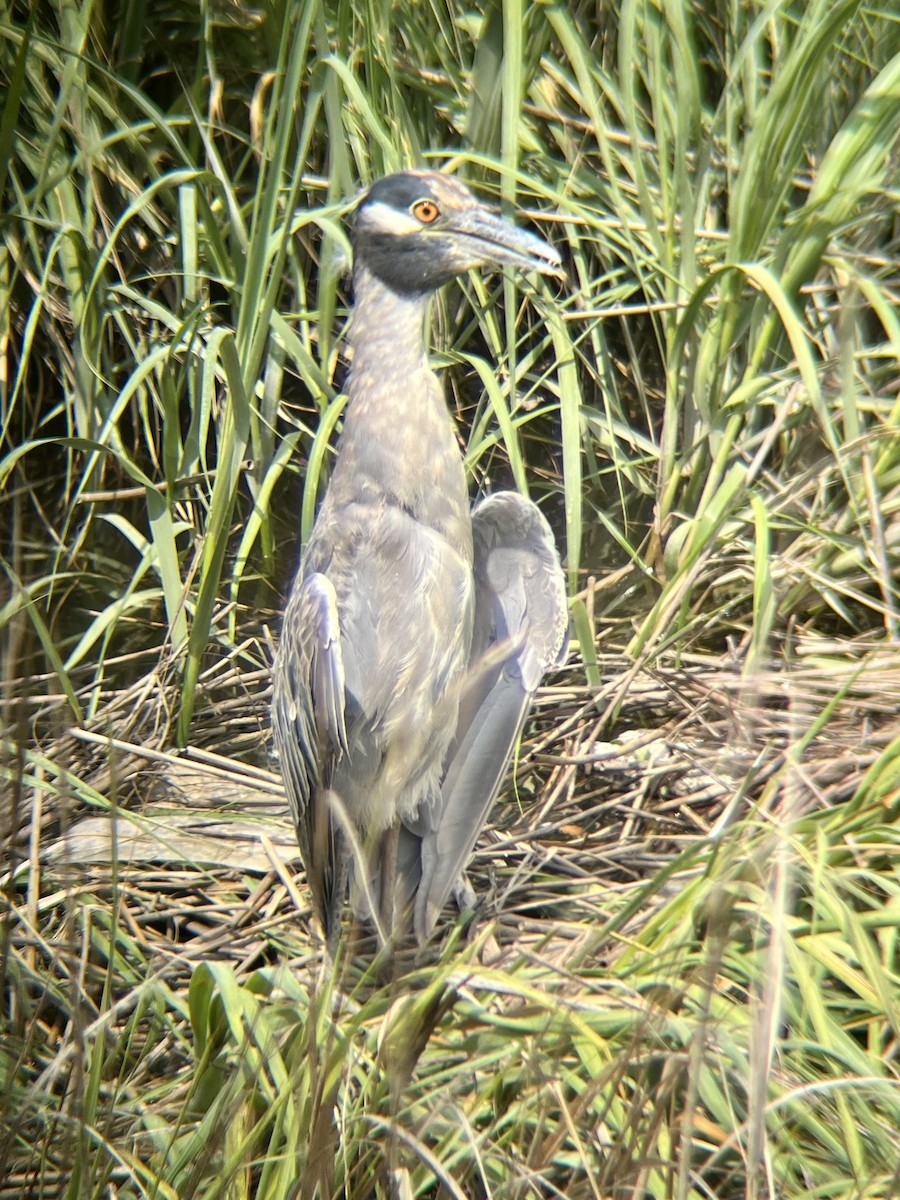 Yellow-crowned Night Heron - ML639721581