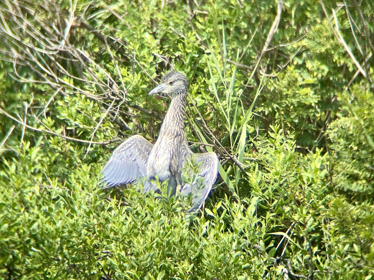 Yellow-crowned Night Heron - ML639721582