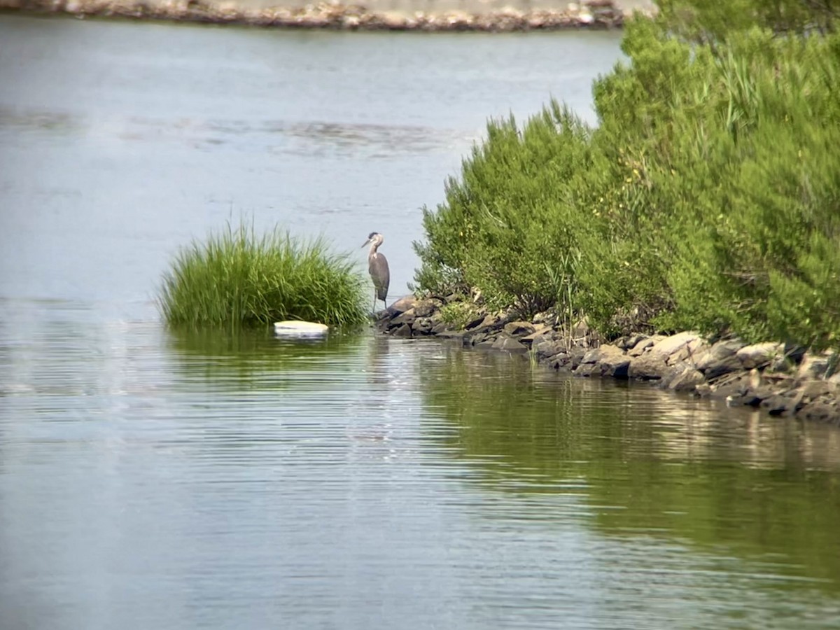 Great Blue Heron - ML639721589