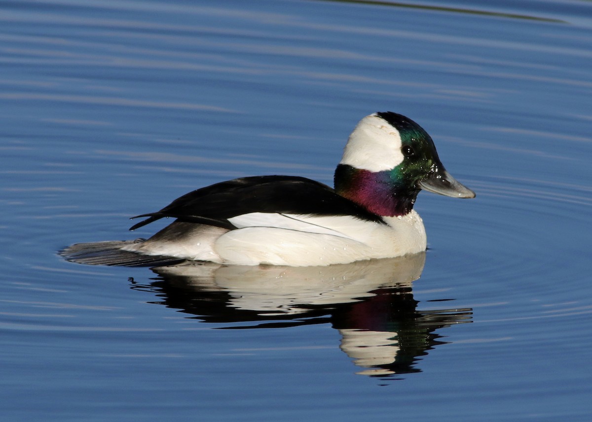 Bufflehead - ML639721827
