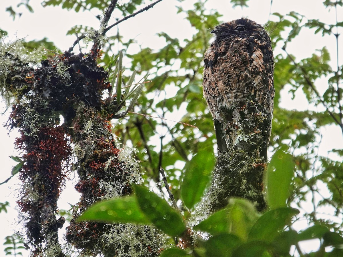 Andean Potoo - ML639721861