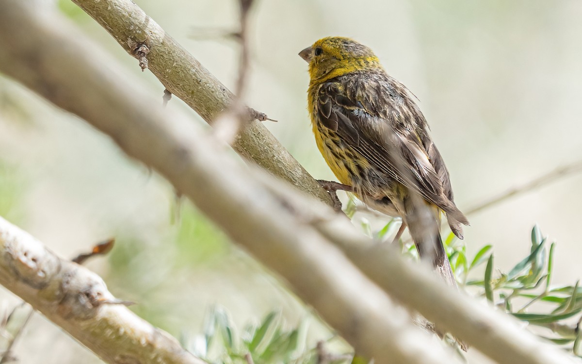 Island Canary - ML639721896
