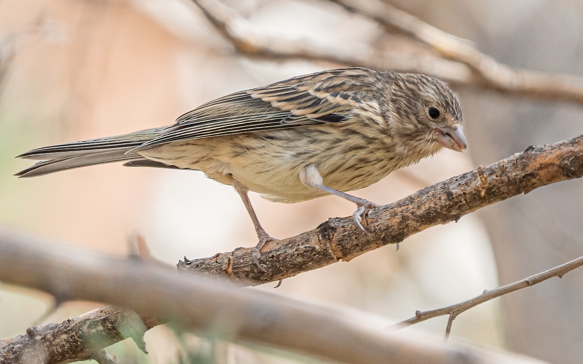 Island Canary - ML639721905
