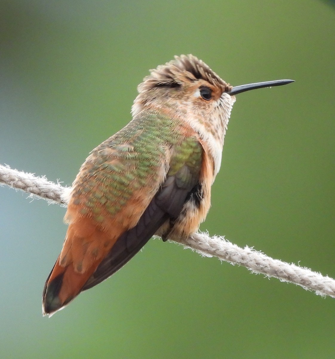 Rufous Hummingbird - ML639721947