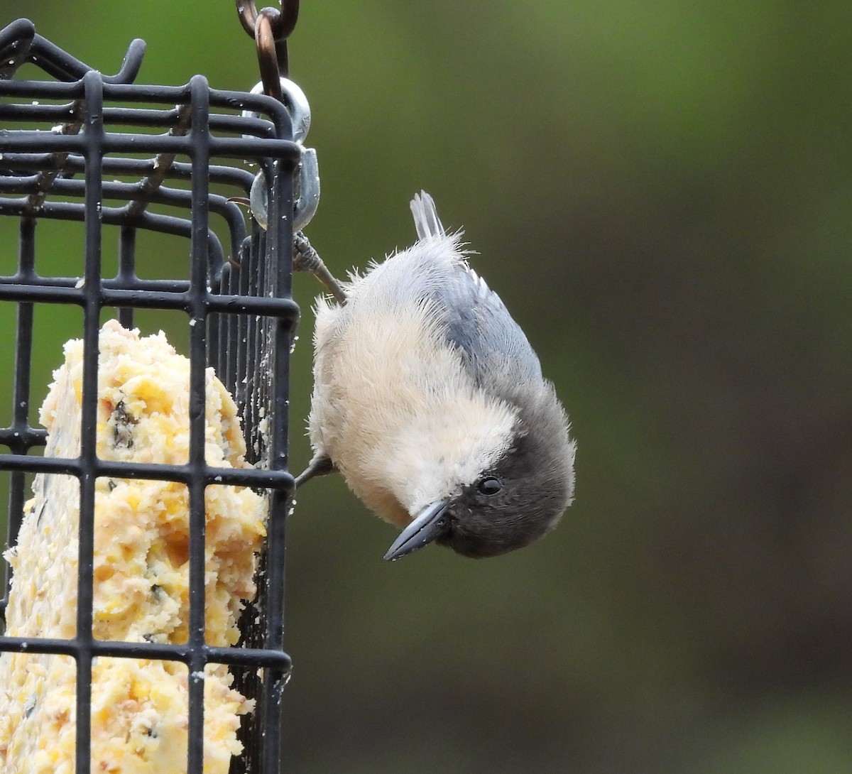 Pygmy Nuthatch - ML639721973