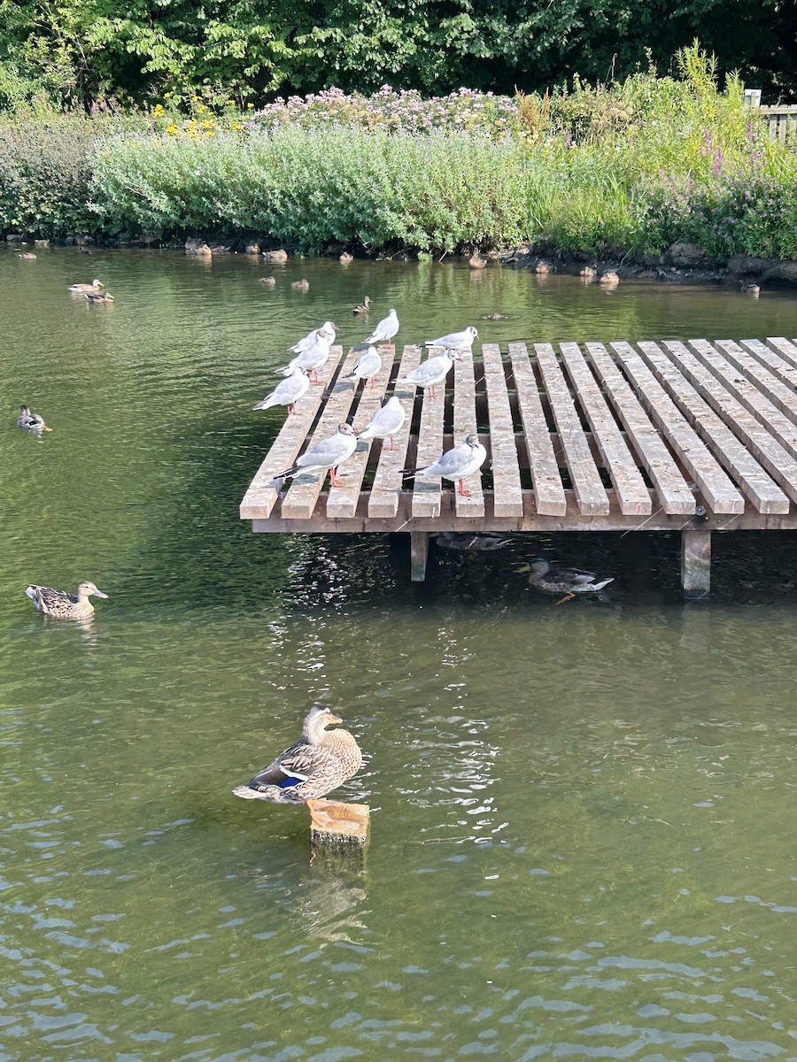 racek chechtavý - ML639722092