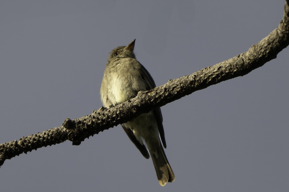 Western Wood-Pewee - ML639722099