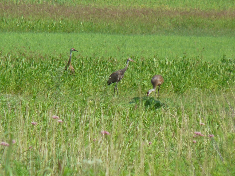 Sandhill Crane - ML639722185
