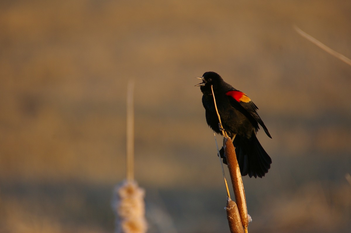 Al Kanatlı Karatavuk - ML639722195