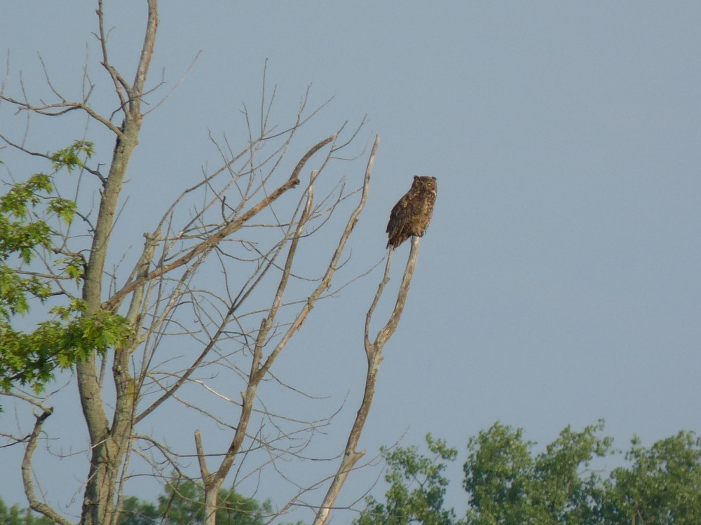 Great Horned Owl - ML639722196