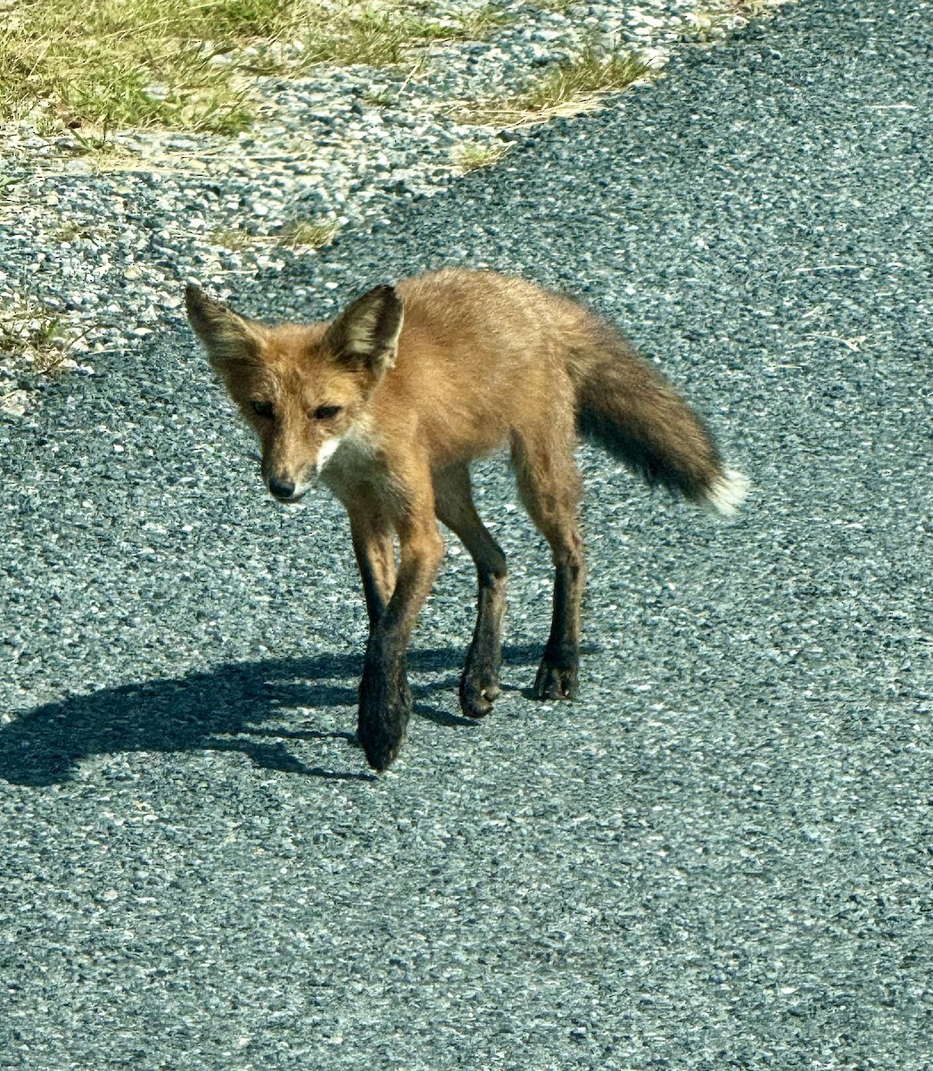 Red Fox - ML639722206