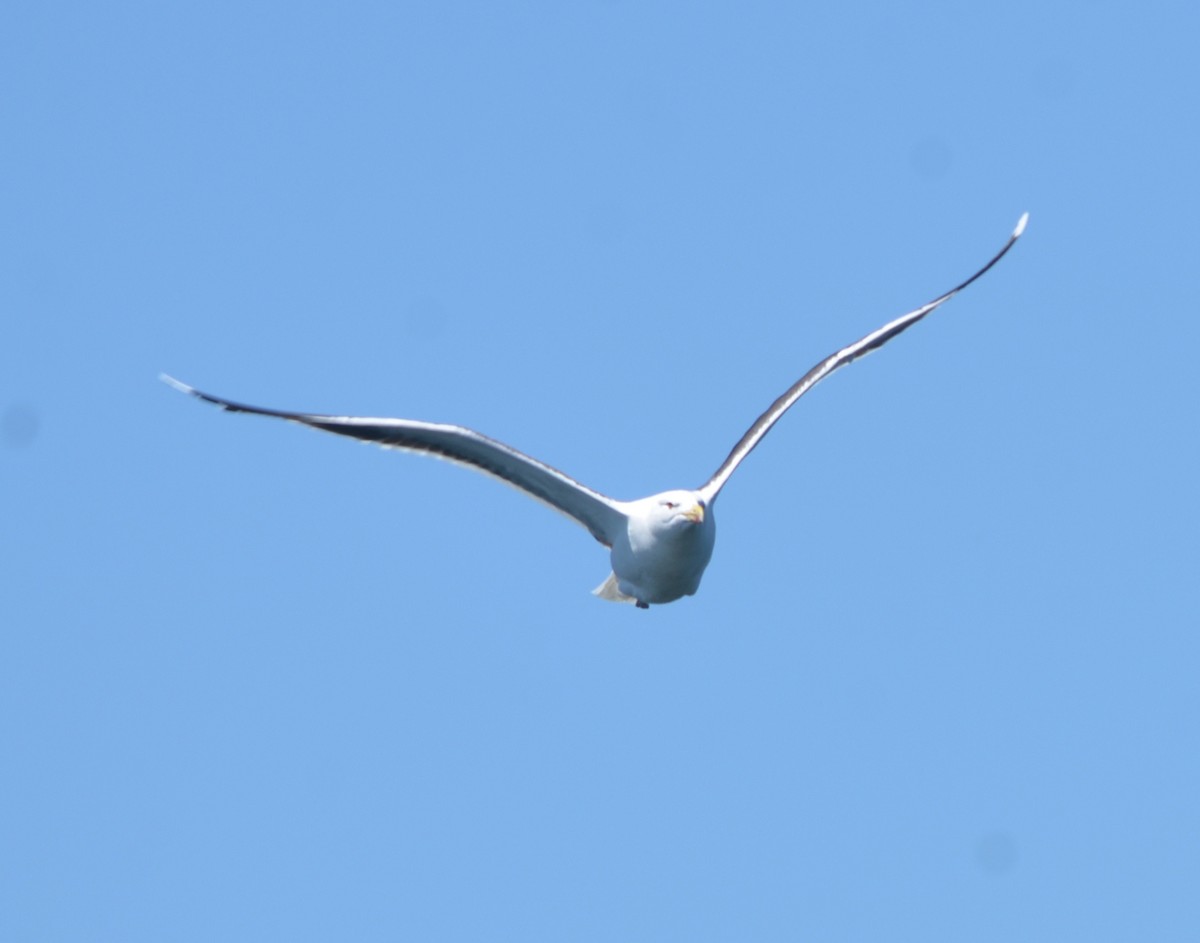 Great Black-backed Gull - ML639722210