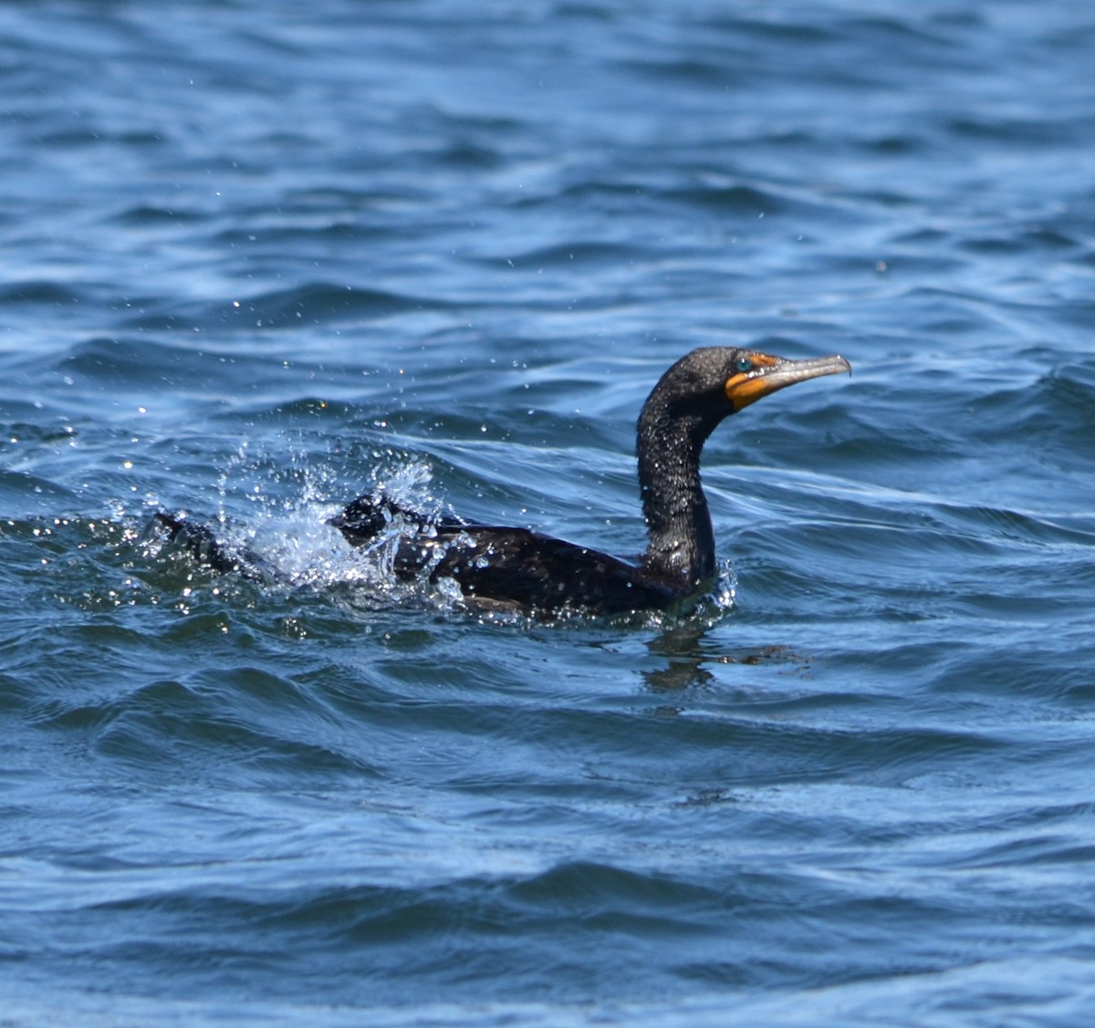 Double-crested Cormorant - ML639722305