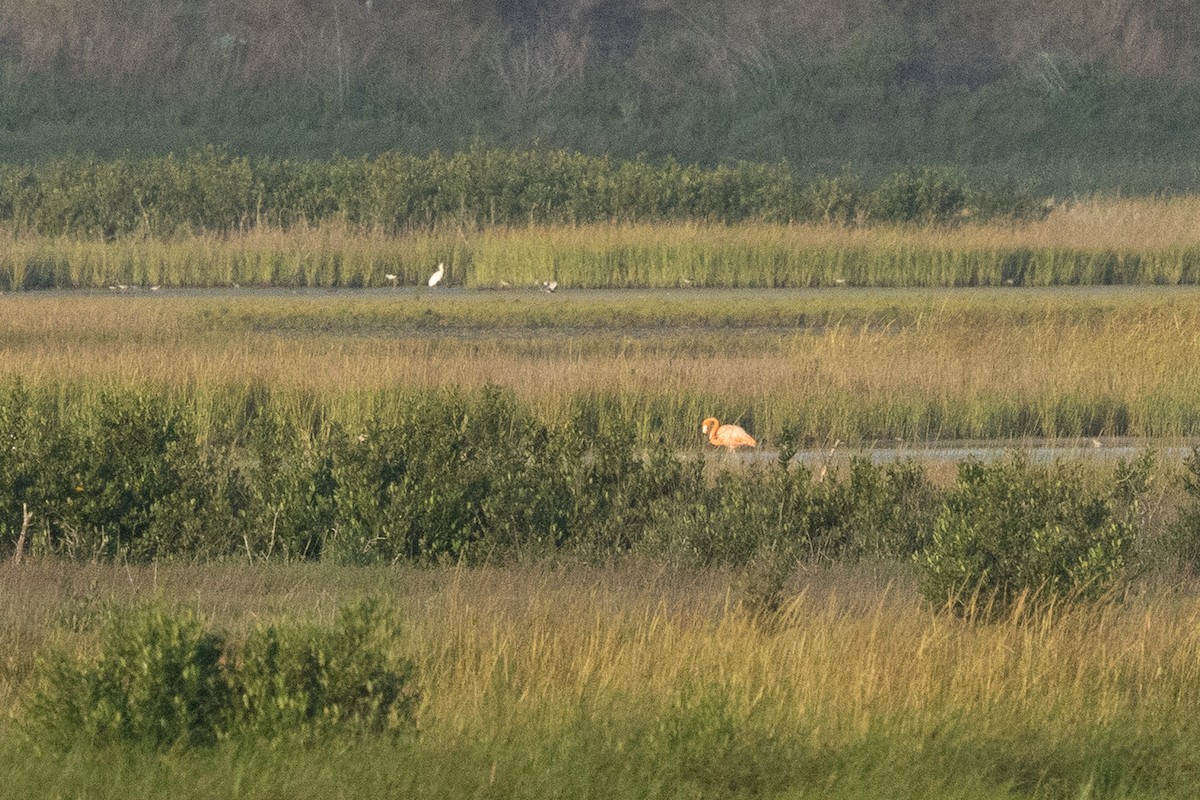 American Flamingo - ML639722416