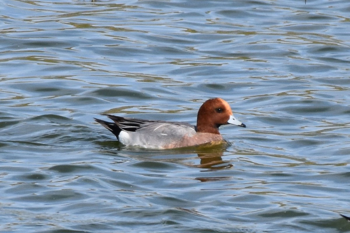 Eurasian Wigeon - ML639722492